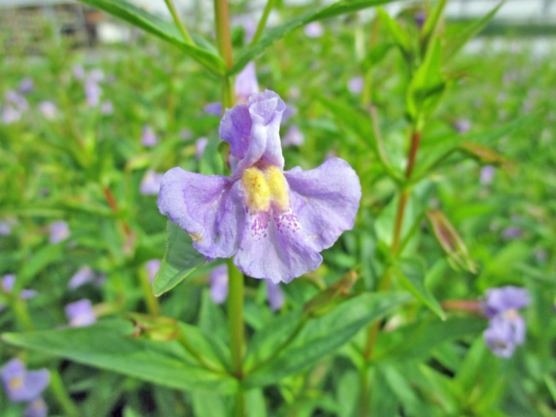 Blaue Gauklerblume - Mimulus ringens